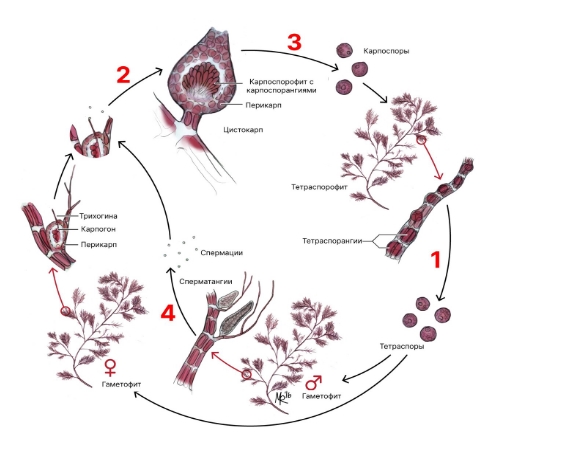 Муниципальный этап ВОШ 10 класс Биология Московская область (50 регион) ответы и задания 01.11.2025