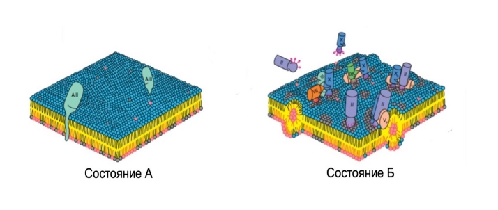 Ответы ВсОШ Биология 11 класс Муниципальный Этап (50 регион Московская область)