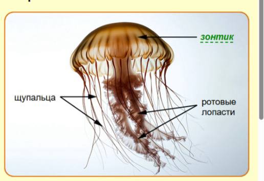 МЦКО по Функциональной грамотности 5 класс г. Москва (77 регион) 2025-2026 гг. (задания и ответы)